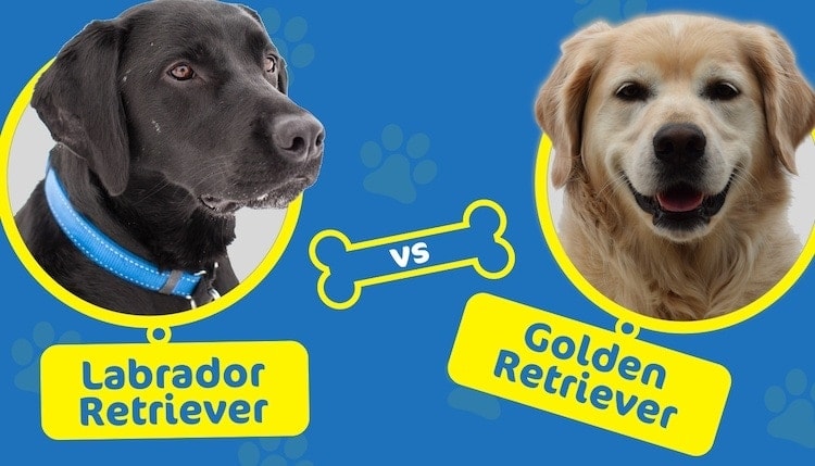 labrador retreiver vs golden retriever