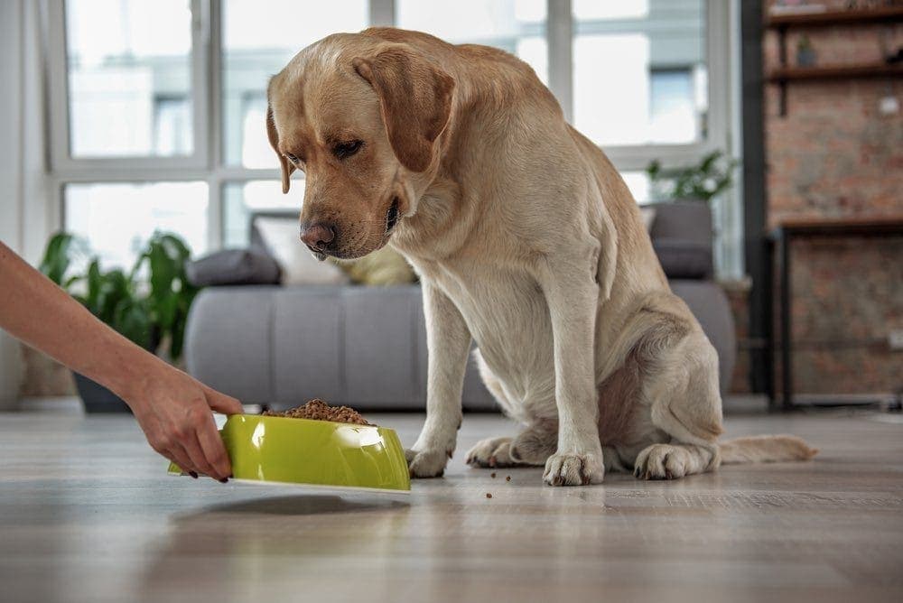 labrador watching his food