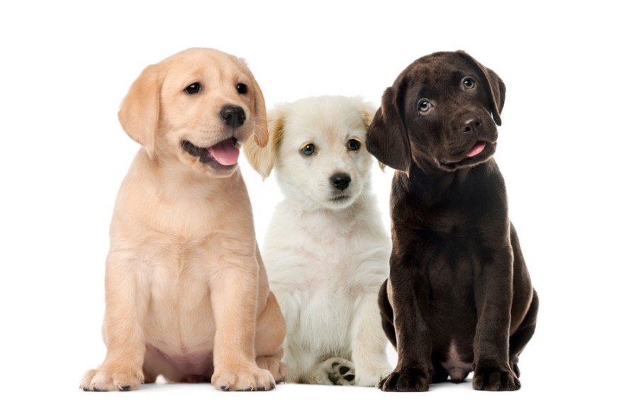 labrador colors