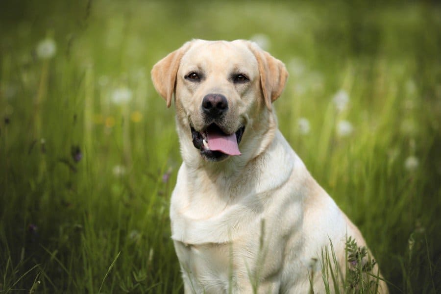 labrador retriever