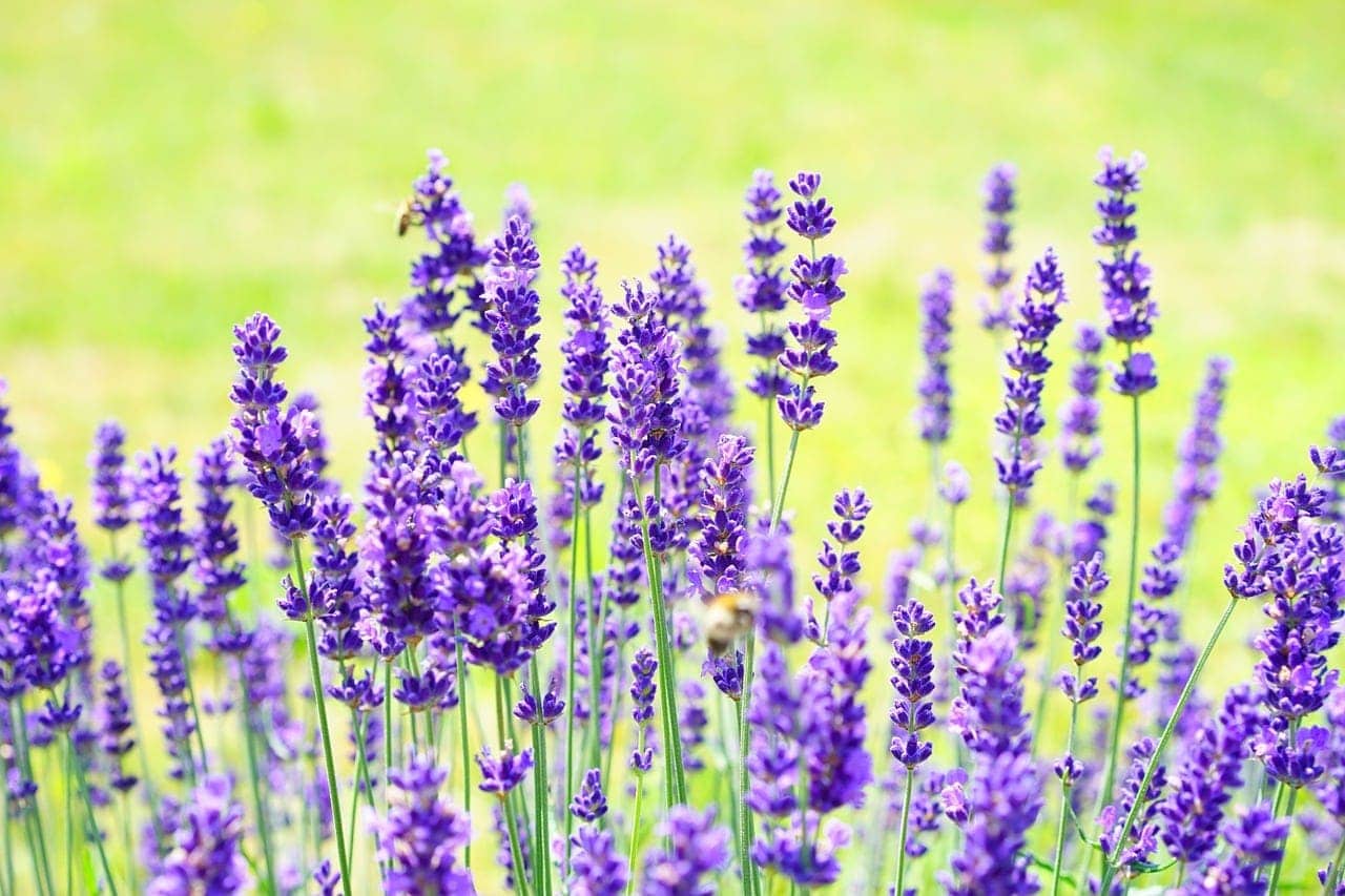 lavender plant