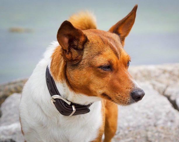 leather collar on dog