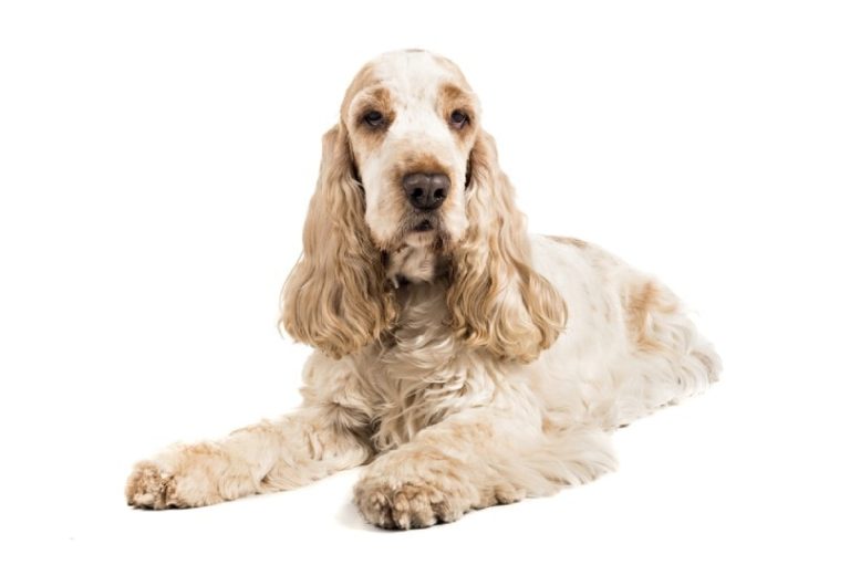 How Long Do Cocker Spaniels Live? Vet Reviewed Lifespan, Data & Care Hepper