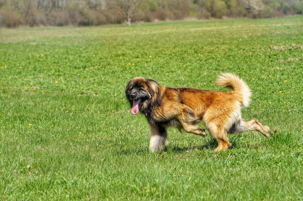 leonberger running