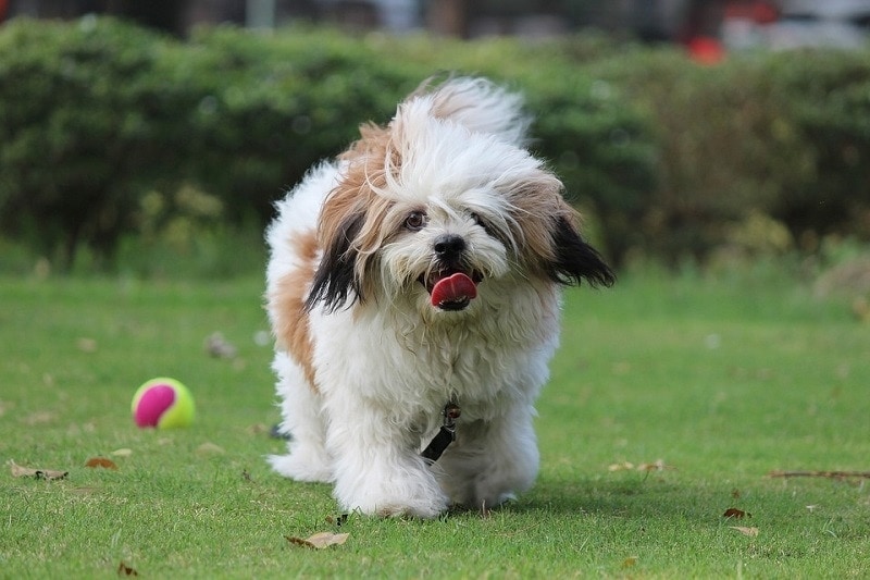 Lhasa apso compared deals to shih tzu