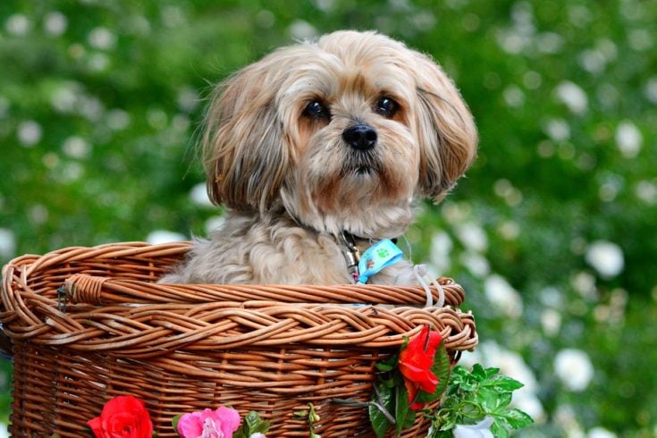 lhasa apso in a basket