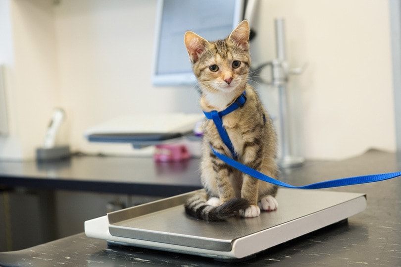 liittle kitten on weight scale at the veterinarian