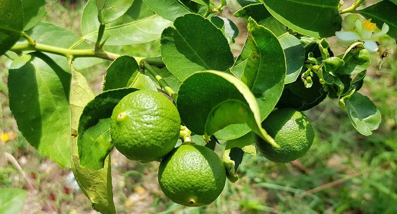 is garden lime poisonous to dogs