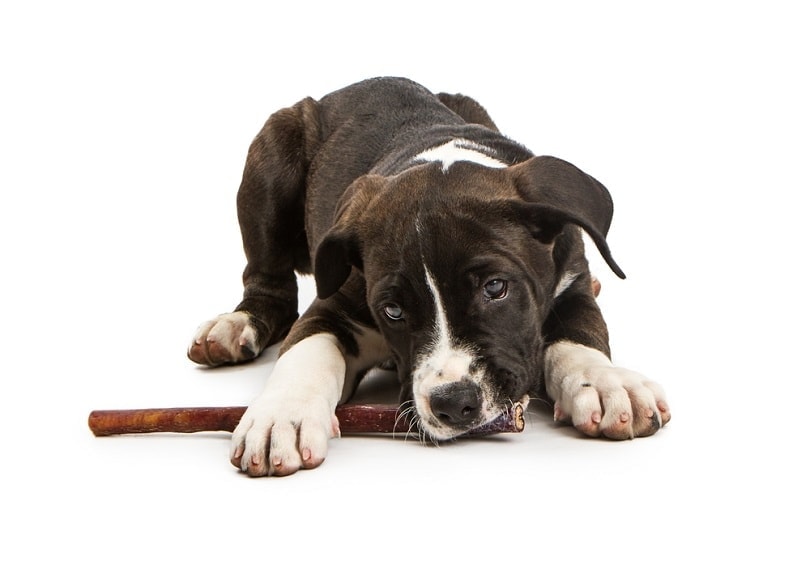 little mixed large breed dog bully stick_Susan Schmitz_shutterstock