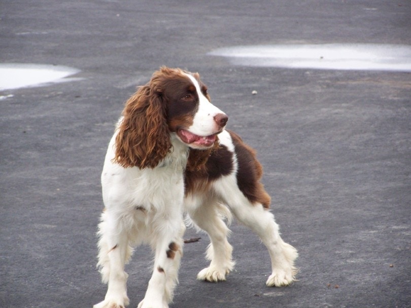 Liver and sales white cocker spaniel
