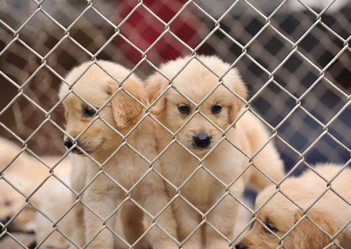 lonely puppies inside the cage