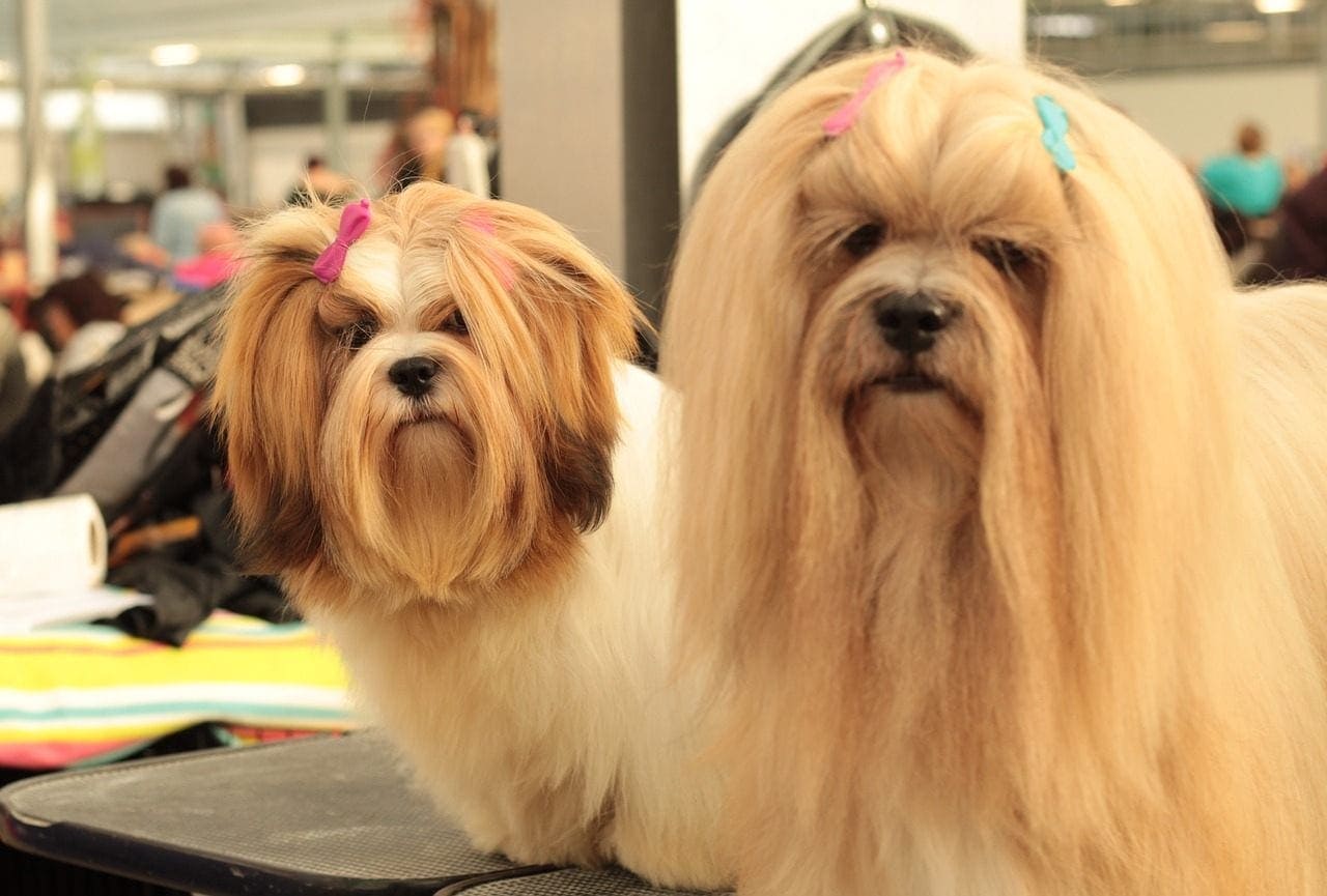 long hair lhasa apso