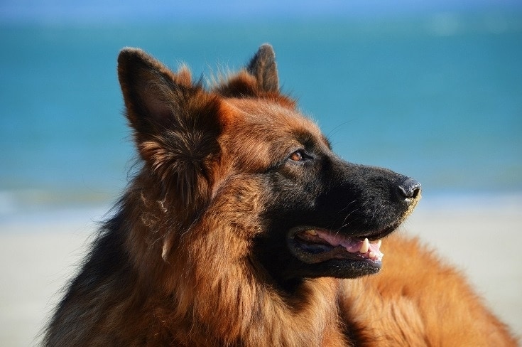 long haired german shepherd at the beach