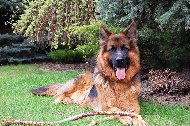 long haired german shepherd dog