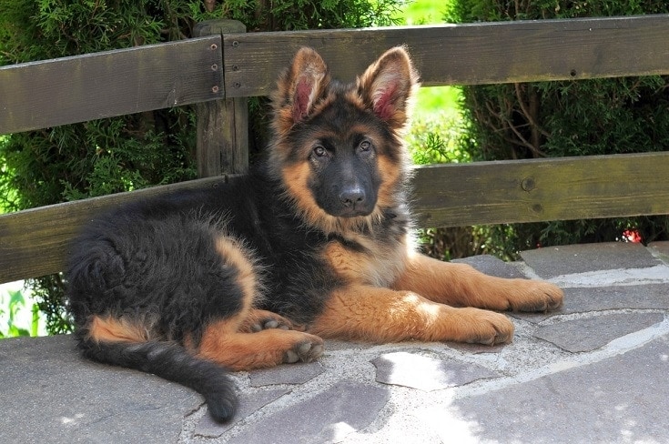 are german shepherds long haired