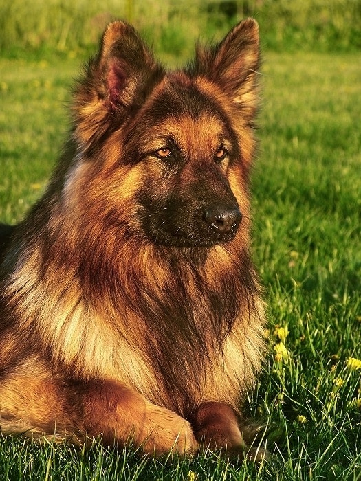 Long Haired German Shepherd: Info, Pictures, Characteristics & Facts |  Hepper