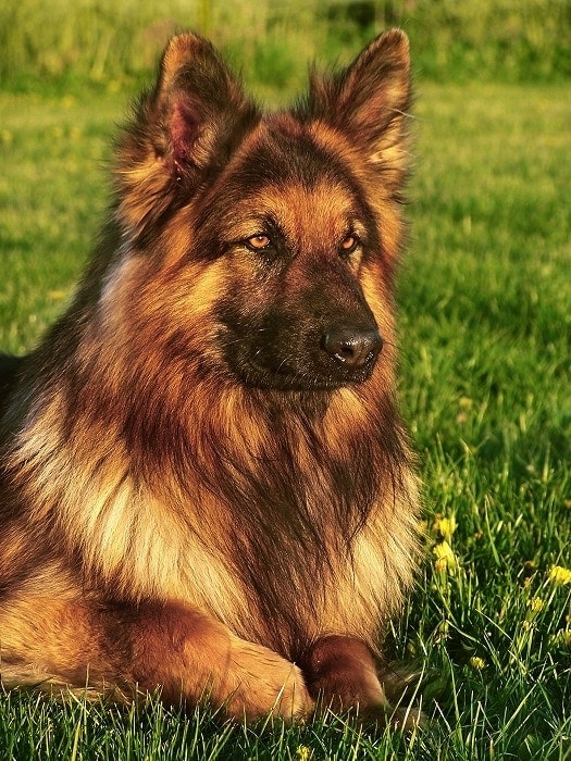 Long Haired German Shepherd: Info, Pictures, Characteristics & Facts | Hepper Long Haired German Shepherd: Info, Pictures, Characteristics & Facts | Hepper
