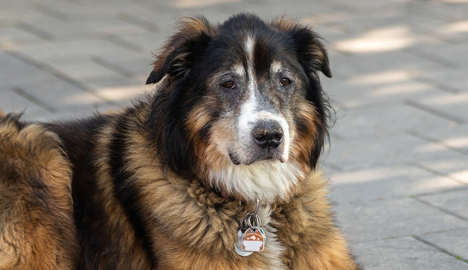 lost and sad dog