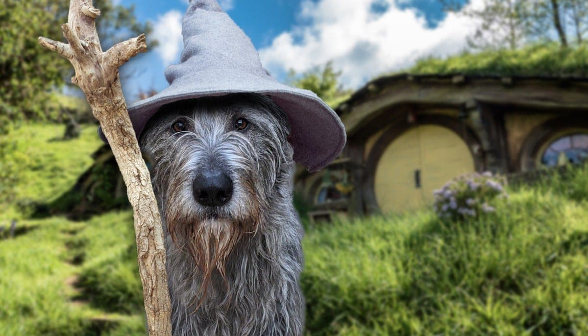lord of the rings dog