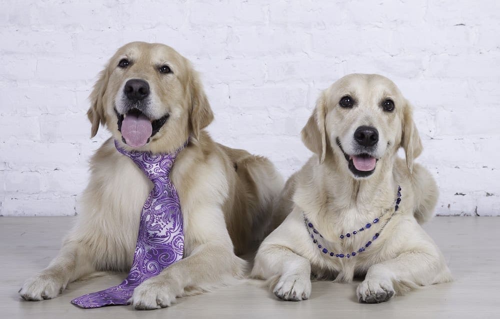 male and female golden retrievers dress up
