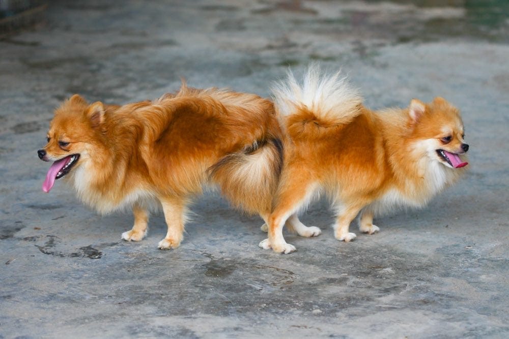 male and female pomeranian dog mating