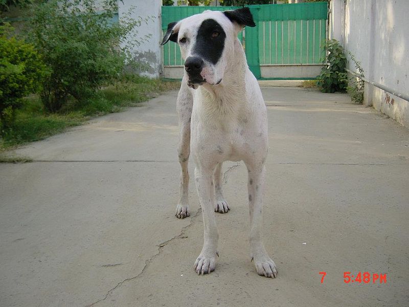 male bully kutta
