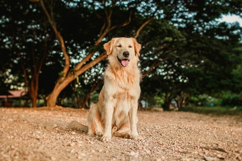 male golden retriever
