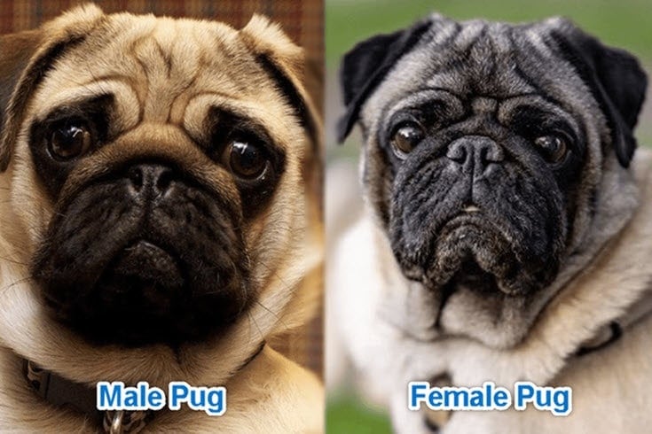 male pug vs female pug - side by side