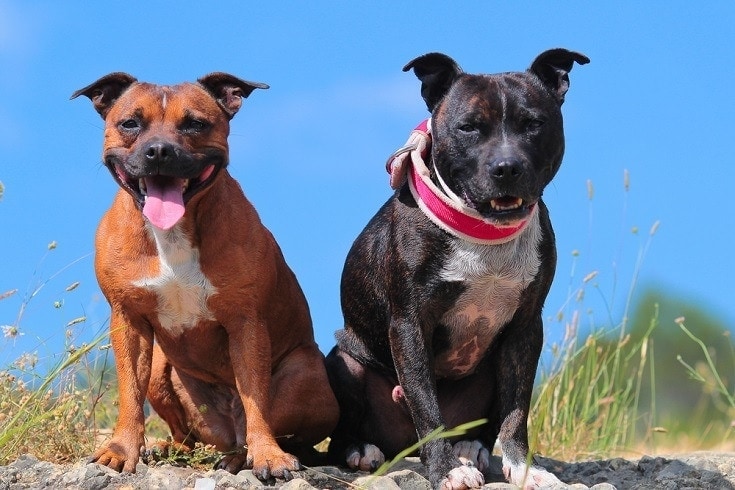 male vs female pitbull