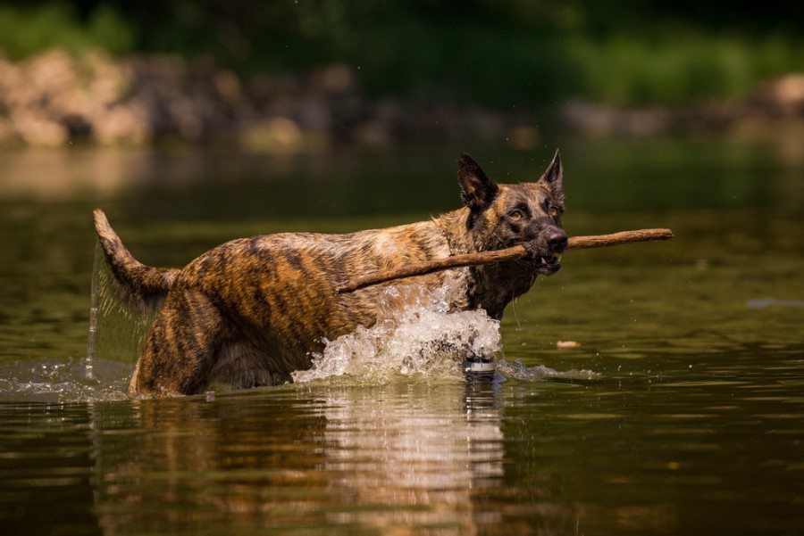 are dutch shepherd dogs friendly or dangerous to strangers