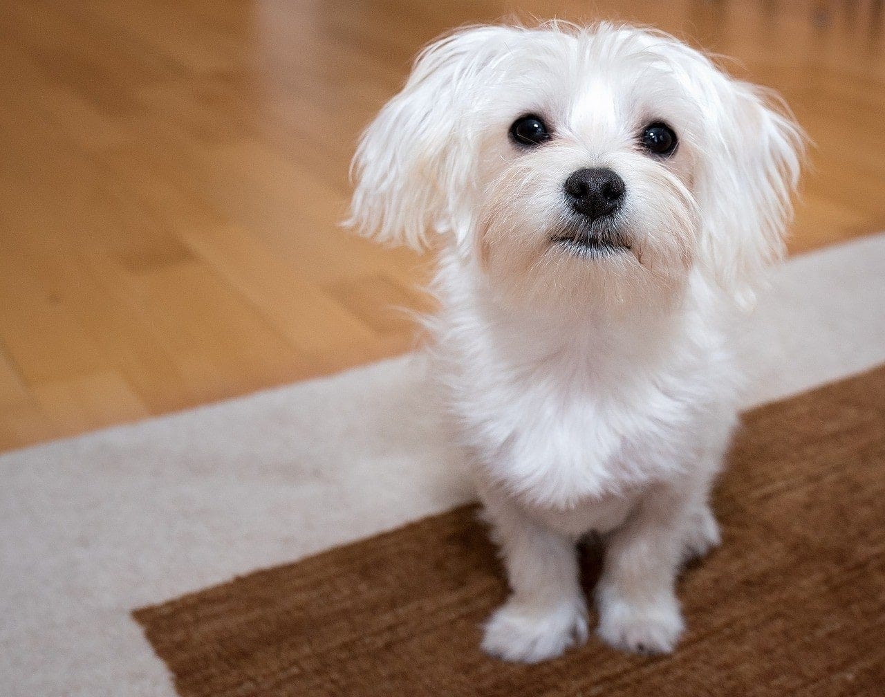 maltese