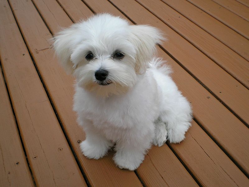 maltese