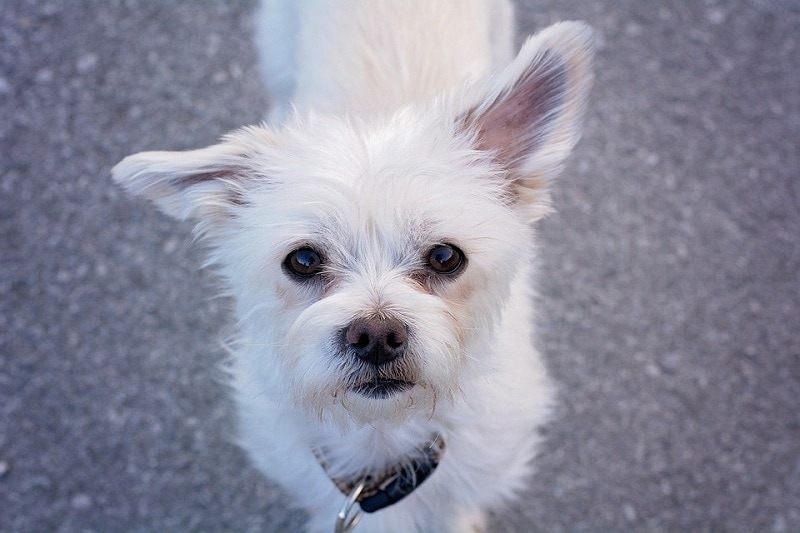 maltese closeup