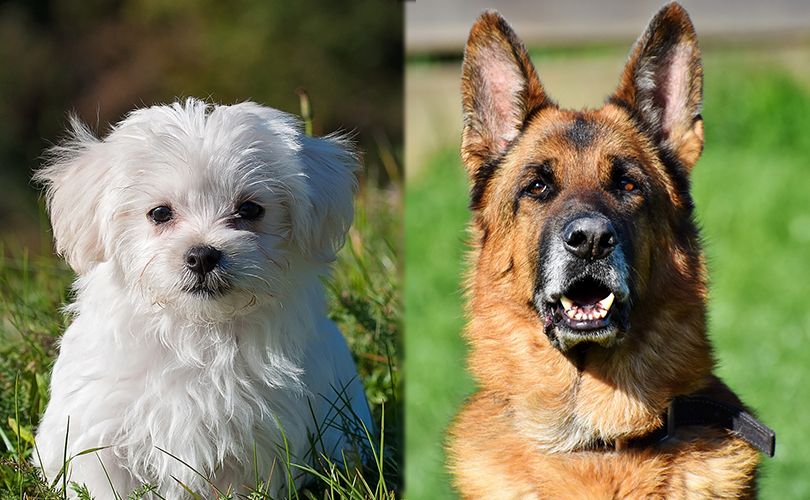 Maltese and sales german shepherd mix