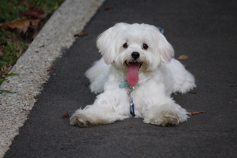 maltese tongue out