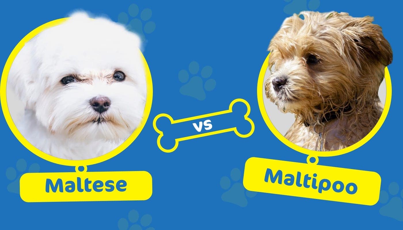 Maltese vs. Maltipoo What’s the Difference? Hepper