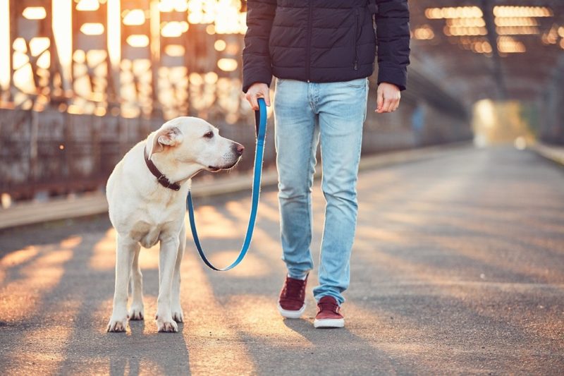 man and dog walking