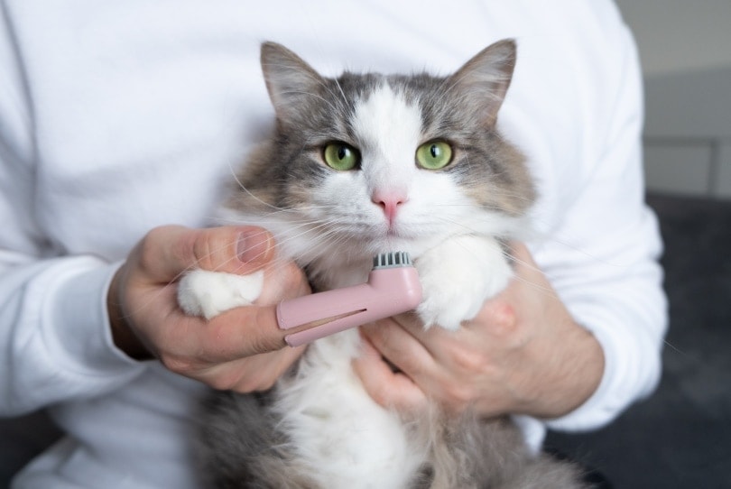 man brushes cat teeth