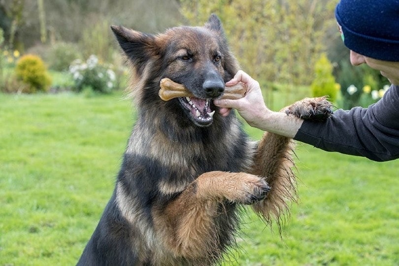 Why do German shepherds puppies cry so much?