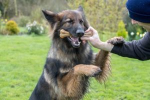 man giving a german shepherd a bone treat