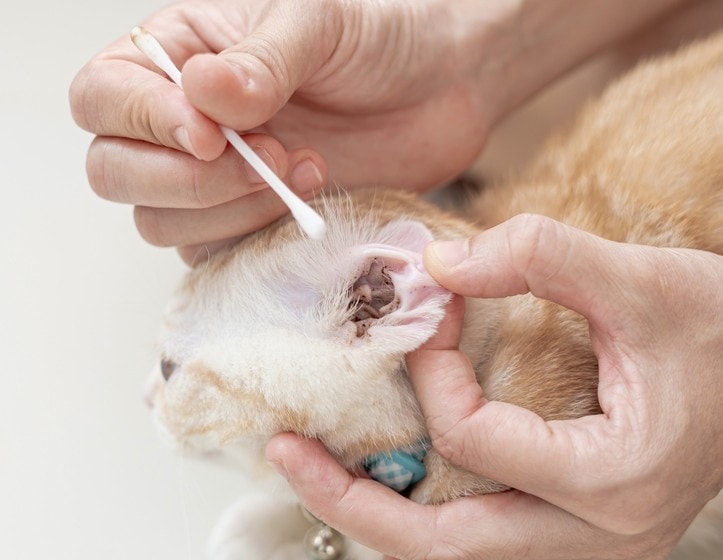 man treating cat's ear mites