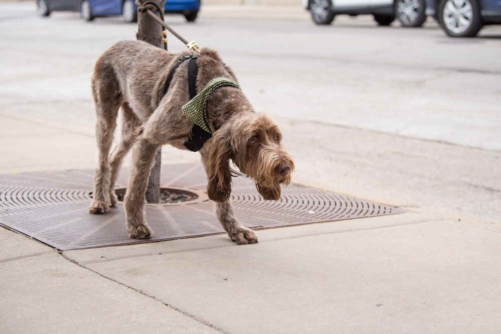 mastidoodle outside