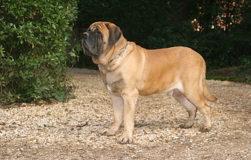 chó mastiff ngoài trời