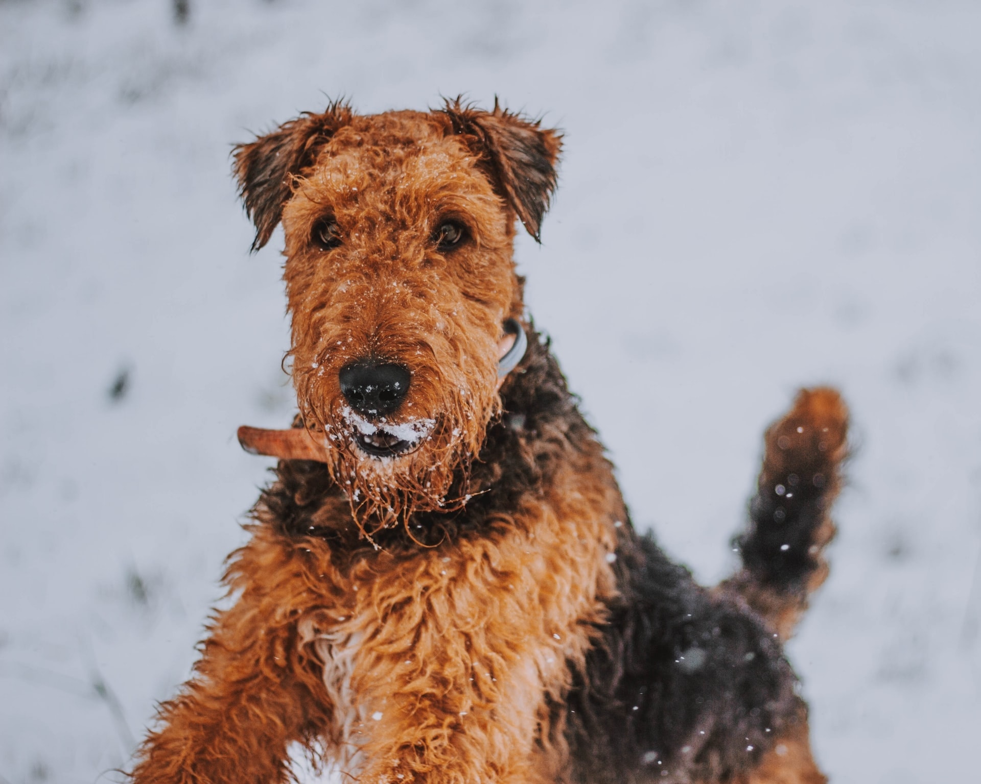 Parson Russell Terrier