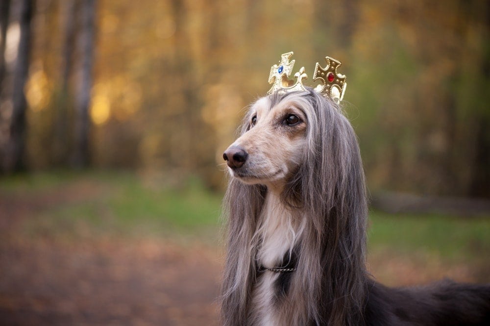 medieval dog with crown