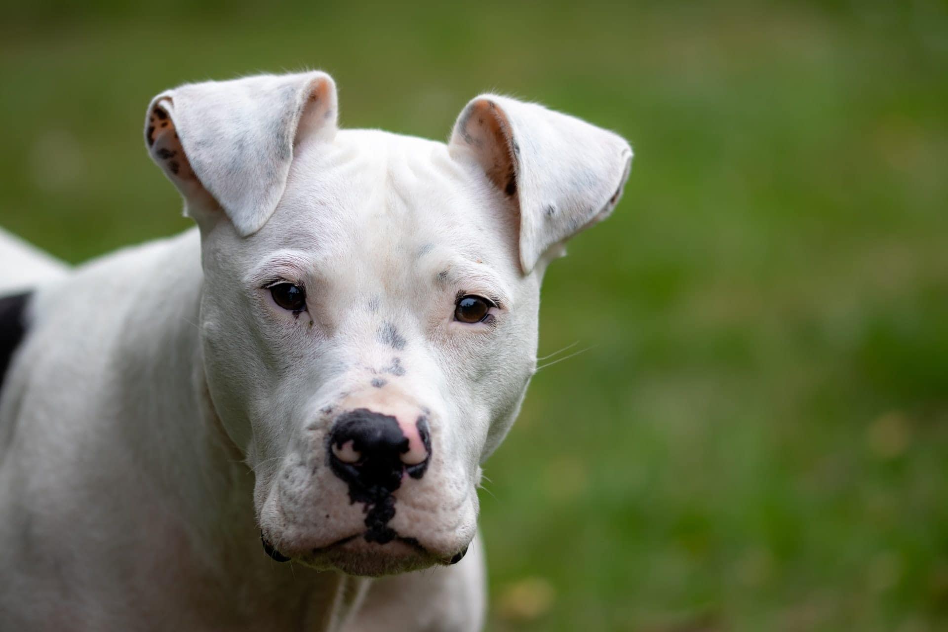 white pitbull