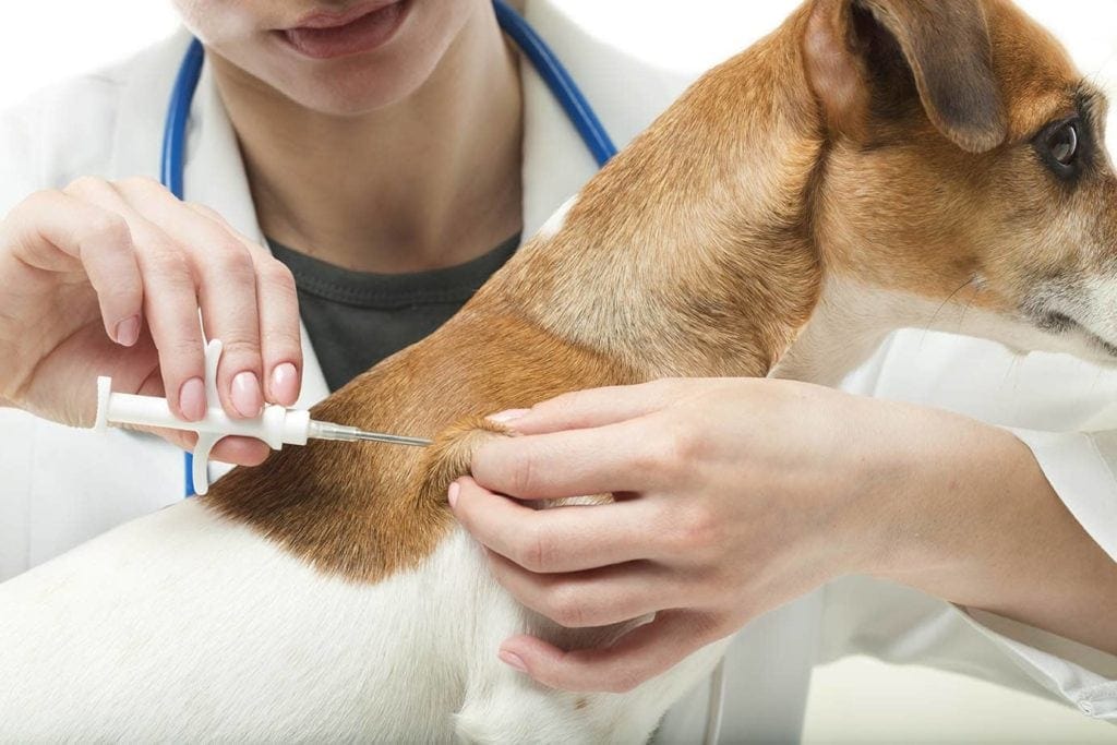 Microchip with tracker for sales dogs