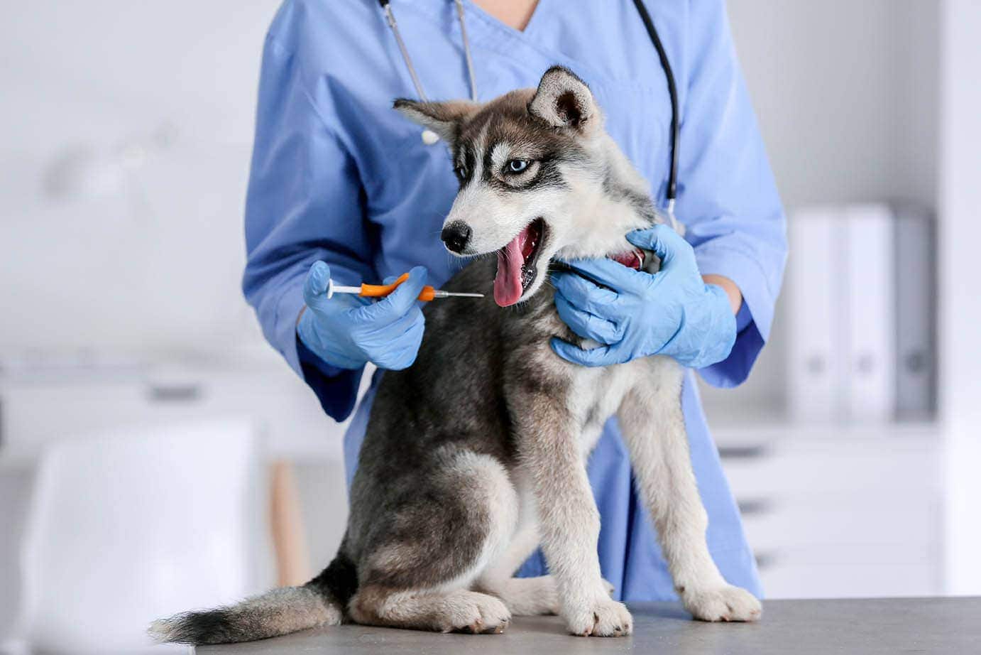 gắn vi mạch cho husky