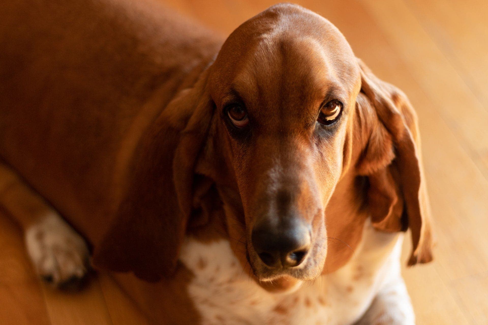 Most stubborn small clearance dog breeds