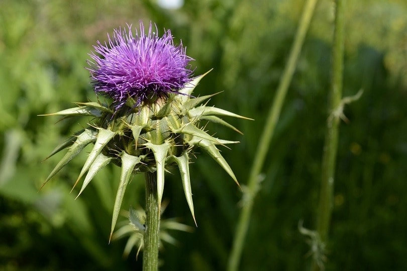 milk-thistle-pixabay